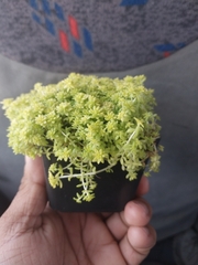 Sedum japonicum