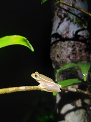 Rhacophorus lateralis