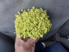 Sedum japonicum