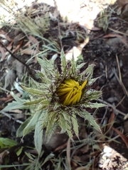 Berkheya nivea