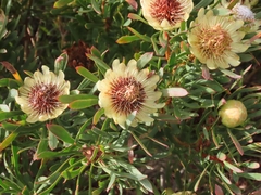 Protea scolymocephala