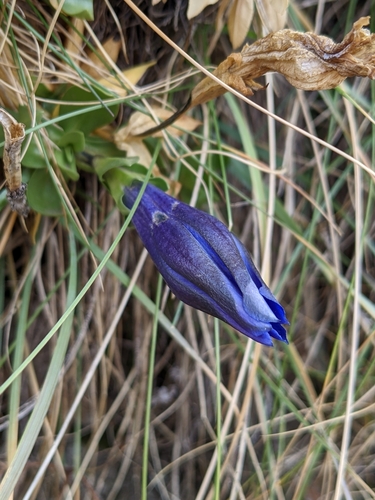 Image of Gentiana alpina by (c) Denis Bastianelli, some rights reserved (CC BY)