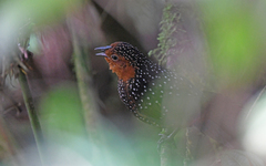 Acropternis orthonyx