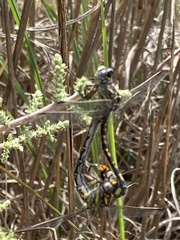 Paragomphus cognatus