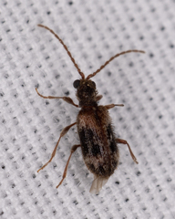 Ptinus
