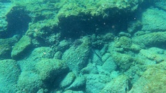 Aulostomus strigosus