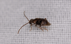 Ptinus
