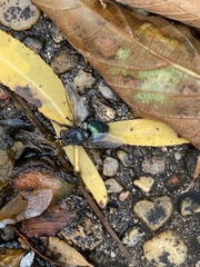 Chrysomya rufifacies