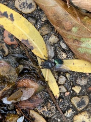 Chrysomya rufifacies