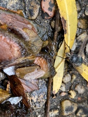 Chrysomya rufifacies