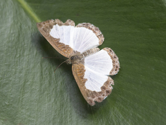 Lemoniadina
