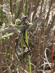 Paragomphus cognatus