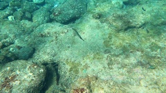 Aulostomus strigosus