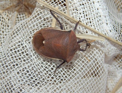 Basicryptus costalis