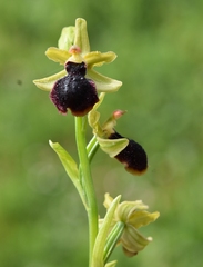 Ophrys sphegodes passionis