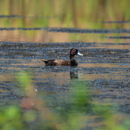 South American Southern Pochard