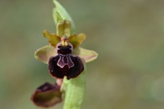 Ophrys sphegodes passionis
