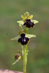 Ophrys sphegodes passionis