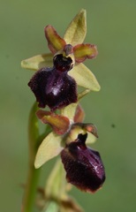 Ophrys sphegodes passionis