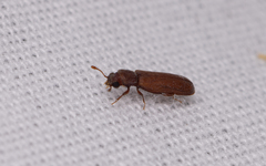 Bostrichoidea