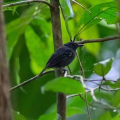 Cercomacroides laeta