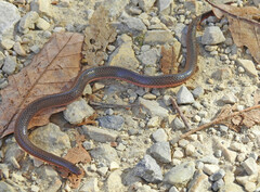 Carphophis amoenus amoenus