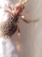 Ptinus