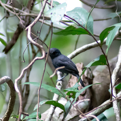 Thamnophilus aethiops