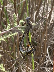 Paragomphus cognatus