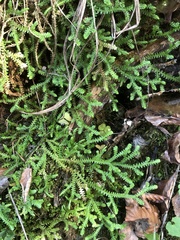 Selaginella helvetica