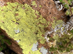 Acarosporaceae