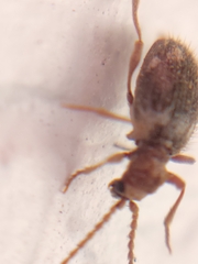 Ptinus