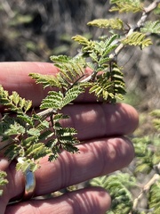 Mimosa texana