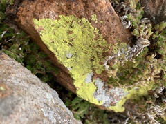 Acarosporaceae