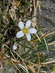 Arenaria