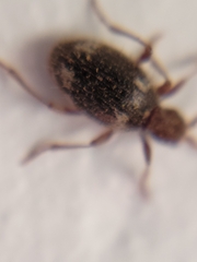 Ptinus