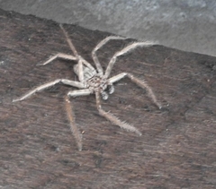 Selenops