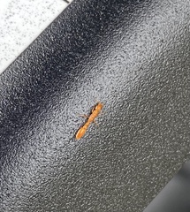 Pseudomyrmex pallidus