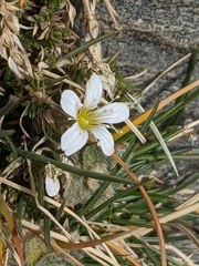 Arenaria