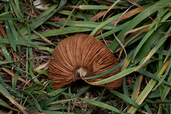 Pluteaceae