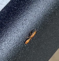 Pseudomyrmex pallidus