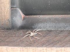 Selenops