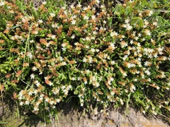 Sedum moranense