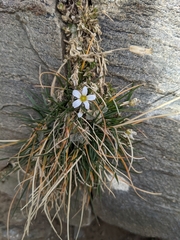 Arenaria