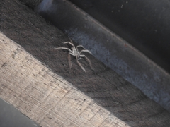 Selenops