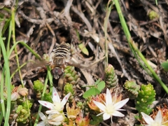 Sedum moranense