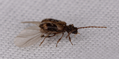 Ptinus