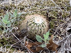 Echinocereus reichenbachii baileyi
