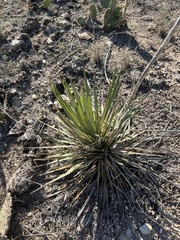 Yucca reverchonii