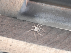 Selenops